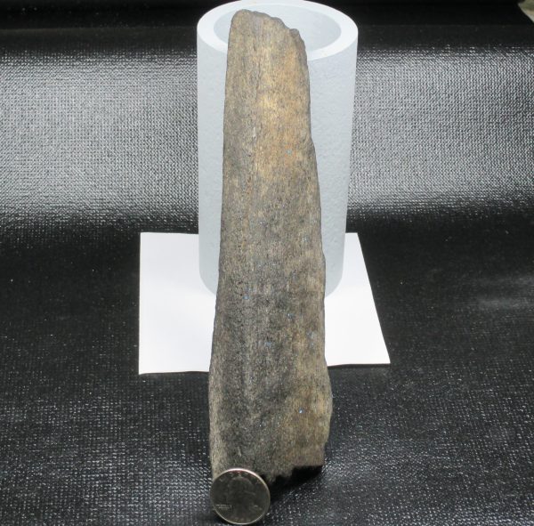 Large leg bone fossil